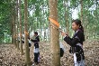 Lai Châu: Vàng trắng khơi dòng